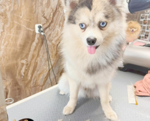 501042153_738179122204871_2588709413609157565_n